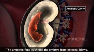 HCL Learning  Embryonic Development in Humans [upl. by Thorlie]