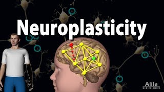 Neuroplasticity Animation [upl. by Lamoree]