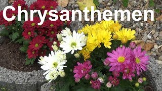 Chrysanthemen pflegen pflanzen düngen gießen Standort überwintern Chrysanthemum [upl. by Hymen]