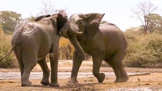 Top 5 NailBiting Elephant Moments  BBC Earth [upl. by Rosemaria]