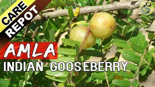 AMLA  How to grow and care Amla tree or Indian Gooseberry plant  Garden Tips in English [upl. by Duvall]