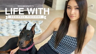 WHATS IT LIKE OWNING A DOBERMAN PINSCHER [upl. by Dimah]