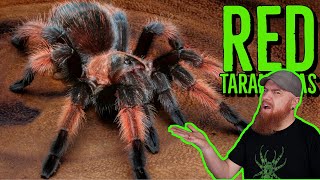 Top 10 RED Tarantulas that YOU NEED [upl. by Etteragram]