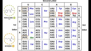 The Genetic Code [upl. by Solim]