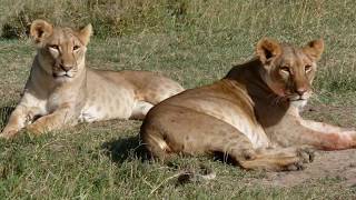 Rusizi National Park in Bujumbura‎ Burundi [upl. by Ynohtnaleahcim]