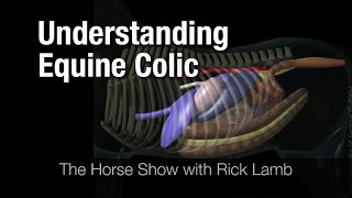 Understanding Equine Colic [upl. by Dyanna]