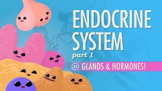 Endocrine System Part 1  Glands amp Hormones Crash Course Anatomy amp Physiology 23 [upl. by Elissa]