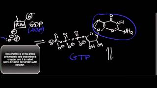 Biochemistry  SuccinylSCoA Synthetase Mechanism [upl. by Inus]