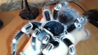 Acanthoscurria Geniculata handling Brazilian white knee tarantula HD [upl. by Darahs]