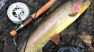 Little Laramie Big Trout Epic Fall Fly Fishing in Wyoming [upl. by Eidolem289]