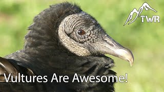 What Do Vultures Eat And More Vulture Facts [upl. by Ybbed]