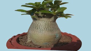 Adenium Bonsai Secrets of Massive CaudexThick Canopy and More Flowers [upl. by Jeremiah]