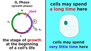 The Cell Cycle and its Regulation [upl. by Jilly]