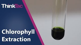 Chlorophyll Extraction  ThinkTac  Science Experiment [upl. by Jessica]