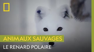 Le renard polaire une espèce menacée en Norvège [upl. by Ailin]