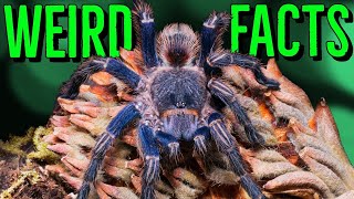 10 STRANGE Tarantulas FACTS You Wont Believe [upl. by Ynnod]