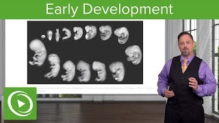 Embryology Introduction amp Early Stages  Lecturio [upl. by Ayk604]