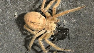 Black Widow vs Huntsman Spider Warning May be disturbing to some viewers [upl. by Marlo]