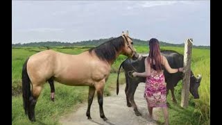 My sister training care her lovely horse in beginner 2021 [upl. by Rego]