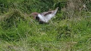 Stoat killing rabbit at least 3 times its size [upl. by Erminie659]