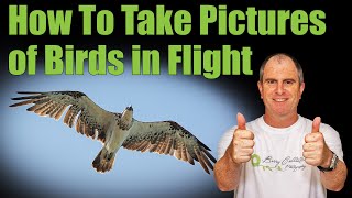 How To Take Pictures Of Birds In Flight  Best Settings For Nikon [upl. by Lorenzana]