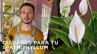 Aprende a cuidar tu Spatifilium Spathiphyllum [upl. by Shapiro]