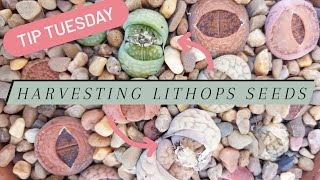 Tip Tuesday Harvesting Lithops Seeds [upl. by Aural]