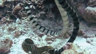 sea snake vs moray eel [upl. by Lusa429]