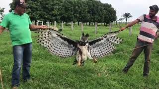 Harpy Eagle shot after killing lambs in Pará Brazil [upl. by Nnylatsirk]