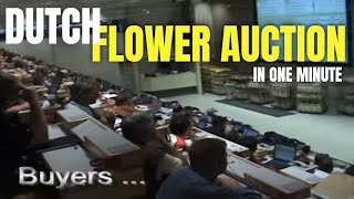 Daily flower auction in Netherlands  Fastest auction in Europe [upl. by Elenahc73]