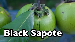 Black Sapote  The chocolate pudding tropical fruit [upl. by Marshall]