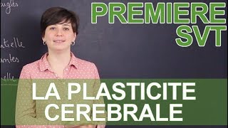 La plasticité cérébrale  SVT  1ère  Les Bons Profs [upl. by Ntisuj]