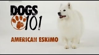 DOGS 101  American Eskimo ENG [upl. by Parsaye430]