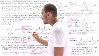 Oxidation of Fatty Acids [upl. by Hanna459]