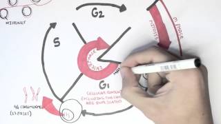 Cell Cycle Overview Interphase [upl. by Arytahs317]