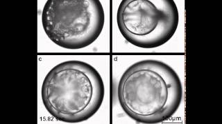 Multiple Emulsion Formation [upl. by Rusert]