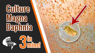 How to culture DAPHNIA MAGNA  The easy way [upl. by Ikey644]