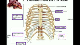 Anatomy  The Sternum Rib Cage amp Vertebrae [upl. by Kcim871]