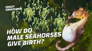 You Wont Believe How Many Babies This Male Seahorse Births [upl. by Ettesyl171]