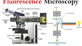 Fluorescence microscopy  fluorescence microscope principle [upl. by Fulcher]