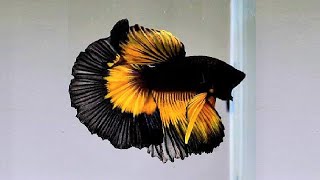 10 Most Beautiful Betta Fish in the World [upl. by Iggy]