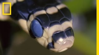 King Cobra Devours Water Snake  National Geographic [upl. by Novit]