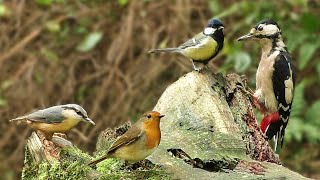 Bird Sounds Spectacular  8 HOURS of Beautiful British Birds [upl. by Lednek609]