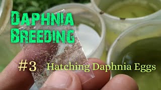 Daphnia Culture made simple and easy 3  Hatching Daphnia eggs [upl. by Allina]