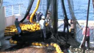 Purse Seine Fishing [upl. by Llerraj958]