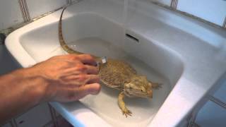 CUTE Pogona bath and feeding Bearded Dragon have a great time [upl. by Oirasor508]