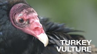 Creature Feature Turkey Vulture [upl. by Ettenay]