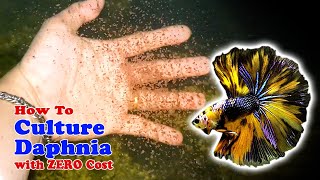 How to Culture Daphnia with ZERO Cost  Unlimited Live Food For Our Fish [upl. by Benedikta]