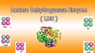 Lactate dehydrogenase enzyme  Clear Over View [upl. by Nosidda861]