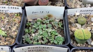 Planted Some More Lithops And Ebay Scams [upl. by Pedaiah]